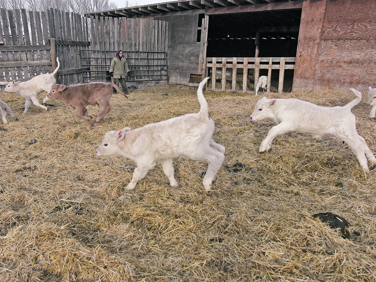 Healthy calves start in pregnancy, so cow supplementation may be necessary with some vitamins and minerals. | File photo