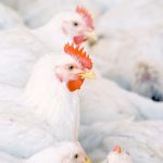 Sophie Kernéis-Golsteyn, a microbiologist, teacher and head of the microbial research lab at Lethbridge Polytechnic, is testing phytobiotics to see if the material can be used instead of antibiotics to treat chickens. | Getty Images