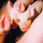 Young piglets benefit from having room to play and objects to chew. | File photo
