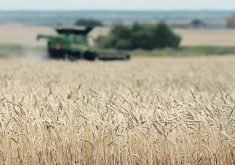 Achieving a uniform crop actually starts at harvest the previous year, says a crop consultant from Kentucky. | File photo