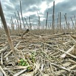 Producers are encouraged to keep crop residue on their fields to conserve moisture. | File photo