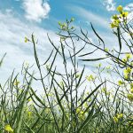 Creating more component demand for canola might include more protein content in the meal or greater oil content. | File photo