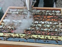 Prairie beekeepers faced numerous challenges last year, from weather extremes to disease and pest problems. | Miranda Leybourne photo