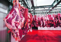 Canadian processors have to dispose of more carcass byproduct, or SRM, than the U.S., which costs significantly more money. Also, the SRM has to be incinerated or disposed of in a special landfill; in the U.S., some can be used in fertilizer. | Getty Images