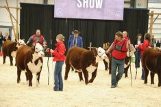 Competitors lead their animals in a heifer class during Agribition 2024. |  John Greig photo