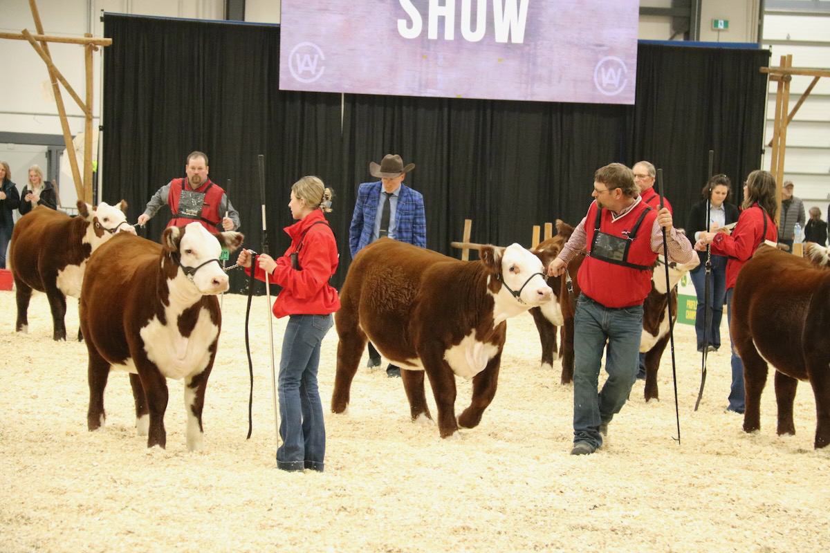 Competitors lead their animals in a heifer class during Agribition 2024. |  John Greig photo