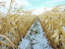 Recent research, such as a trial that was conducted at Manitoba Beef and Forage Initiatives in 2020 near Brandon, has begun to look at how intercrops can enhance corn grazing. | File photo