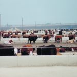 Strength in the live cattle cash and futures markets contributed to the surge in the feeder complex last week. | File photo