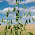 Close-up of green oats growing in a field under a blue sky with scattered clouds.