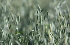 Reducing fertilizer rates while growing oats can make sense in some instances, but producers need to tailor fertilizer practices to their soil type and growing conditions.  |  File photo