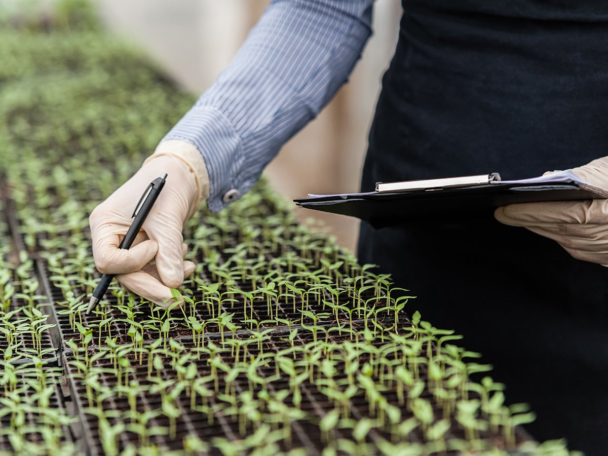 A scientist wearing latex gloves and carrying a clipboard examines the leaves of a small plant on a table filled with plants.