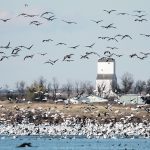 A massive flock of snow geese and Canada geese, some on a slough some flying, fill the frame with a small town wooden grain elevator in the background.