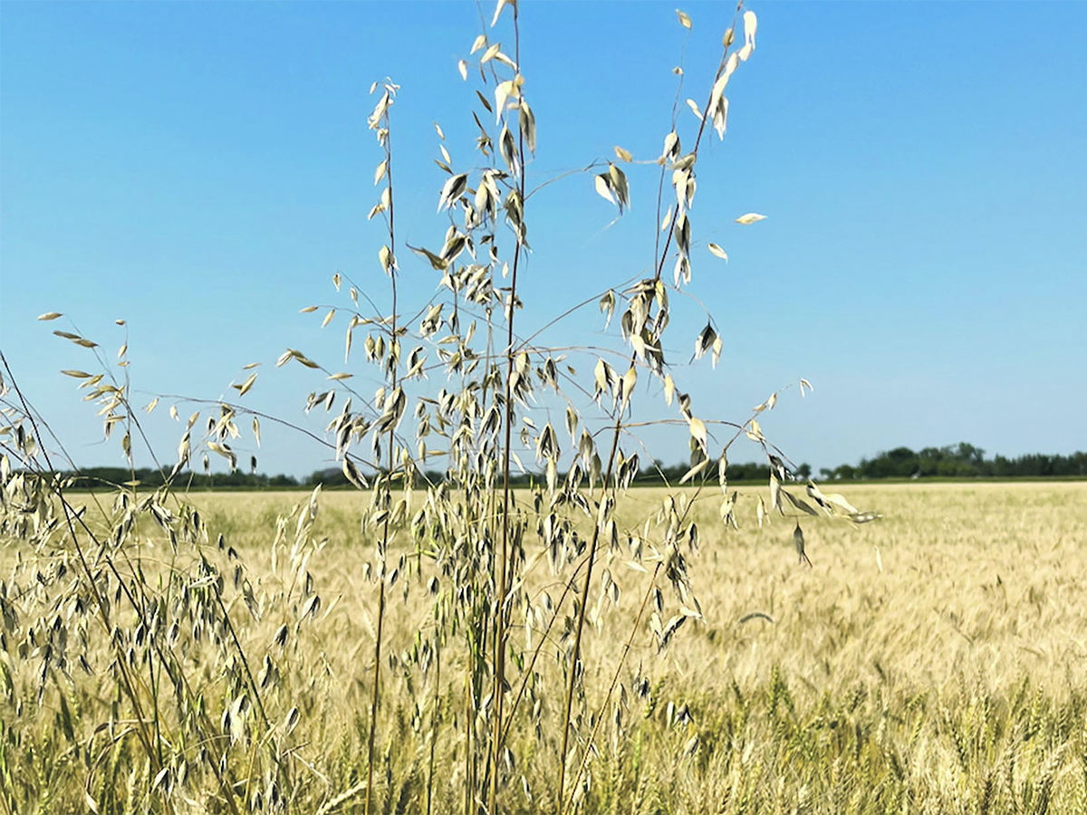 ADAMA unveiled a new herbicide called Cazado at the 2025 Crop Production Show in Saskatoon. It's a dual mode of action product that contains Group 1 and Group 2 molecules. | AAFC photo