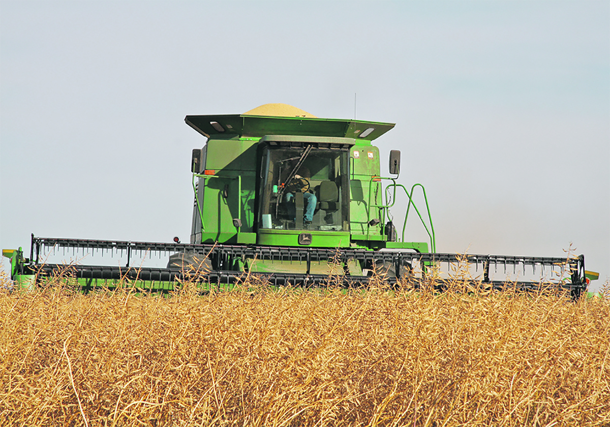 A green John Deere combine harvests yellow mustard.