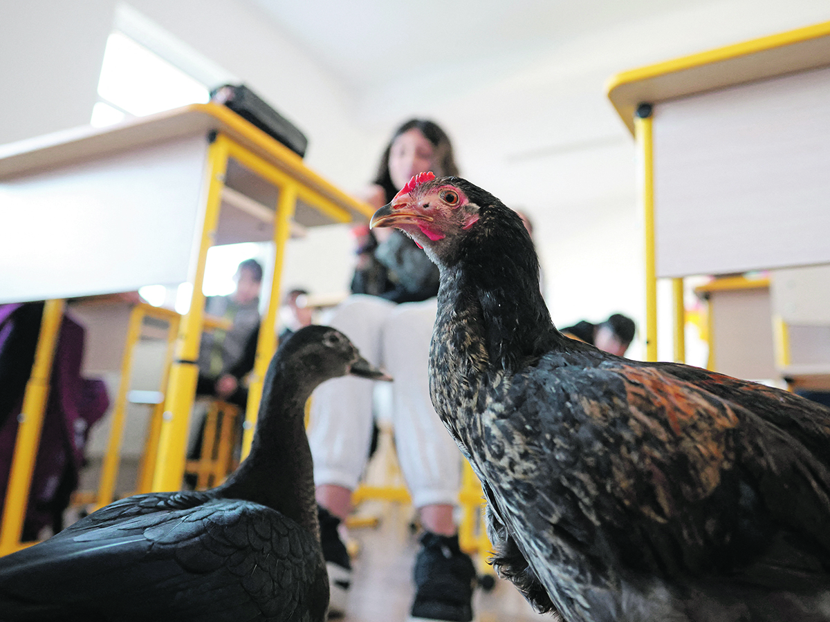 An image of a chicken and duck in a classroom, shot looking upward from the floor, with a student at her desk in the background.