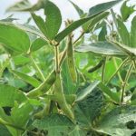 a close-up of the beans and leaves on a soybean plant.