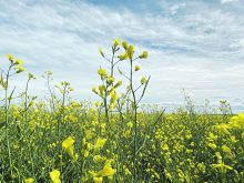 A lone canola plant in the foreground rises above the rest against a partially cloudy and blue sky background.