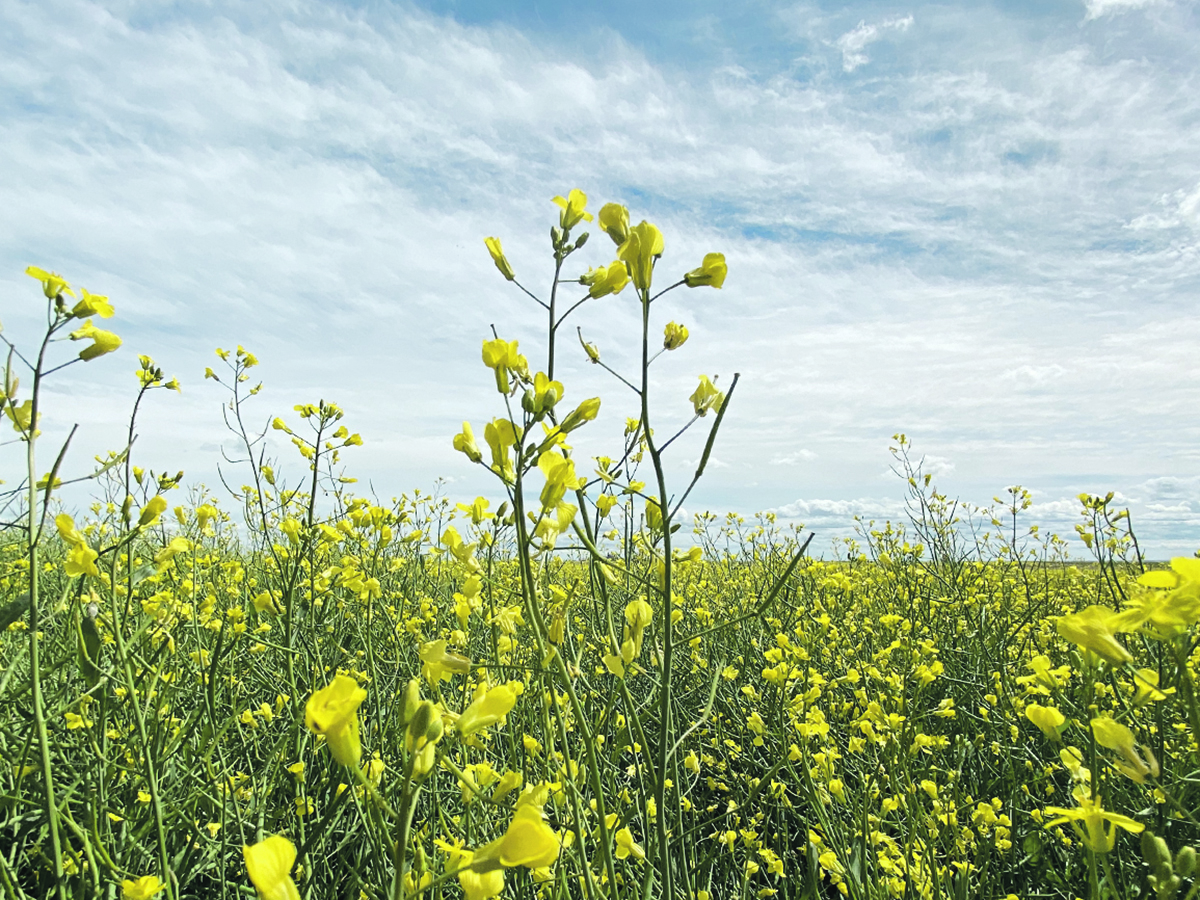 A lone canola plant in the foreground rises above the rest against a partially cloudy and blue sky background.