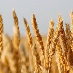 A close-up photo of ripe spring wheat heads.