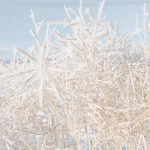 A canola plant with frost over all its pods.
