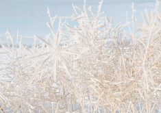 A canola plant with frost over all its pods.