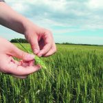 Close up of two hands holding a green head of wheat with the wheat field in the background.