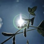 Soybean pods shot from below with the sun and a clear blue sky in the background.