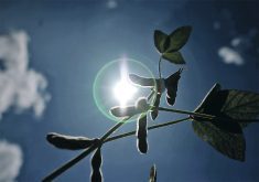 Soybean pods shot from below with the sun and a clear blue sky in the background.