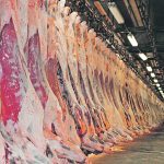 Dozens of sides of beef hang in a large meat locker.