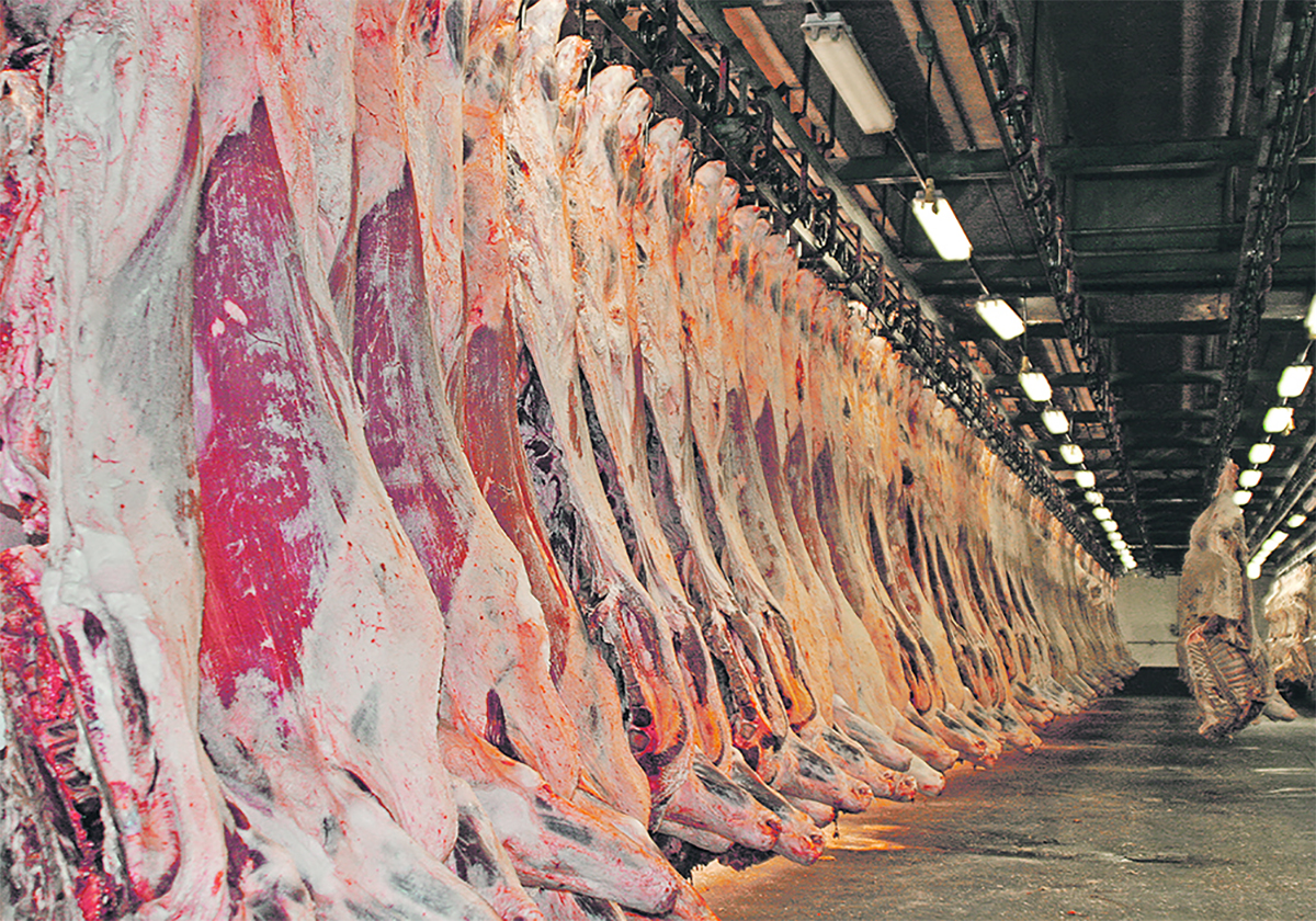 Dozens of sides of beef hang in a large meat locker.