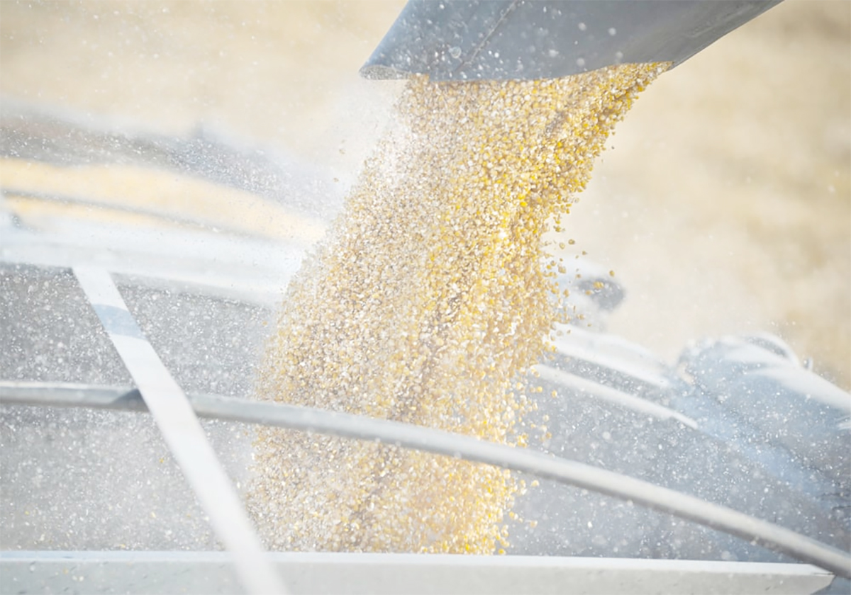 Corn from a combine's auger pours into the box of a truck.