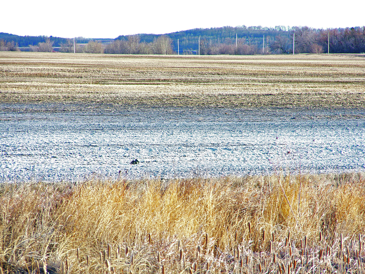 A picture of some saline soil in a field in Manitoba.
