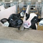Two dairy calves with tags in their ears sniff one another over the top of a barrier between their pens.
