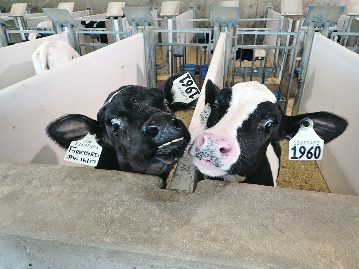 Two dairy calves with tags in their ears sniff one another over the top of a barrier between their pens.