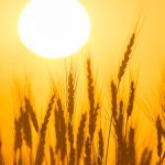 Looking through heads of wheat with the sun in an orange sky in the background.