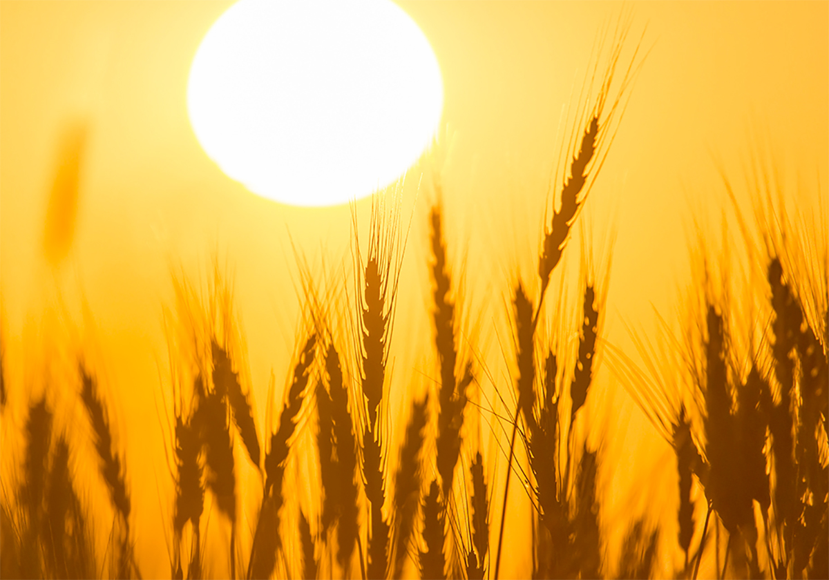 Looking through heads of wheat with the sun in an orange sky in the background.
