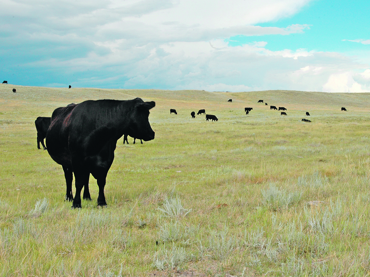 A black angus cow in a pasture looks over its shoulder at its herd mates much further away.