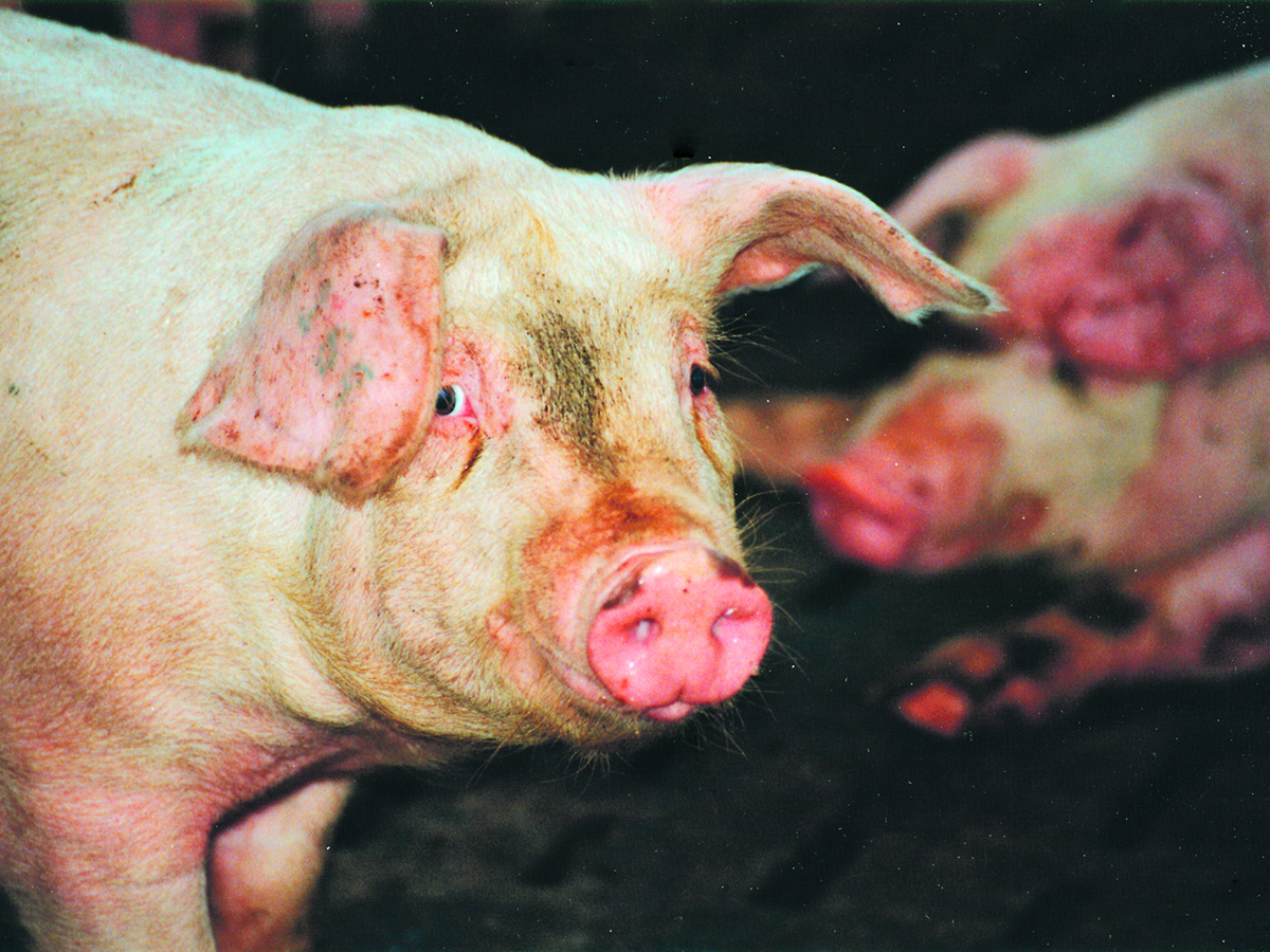 An older photo of two hogs in a dirt pen.