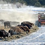 A tractor spreads hay for cattle on cold winter day.
