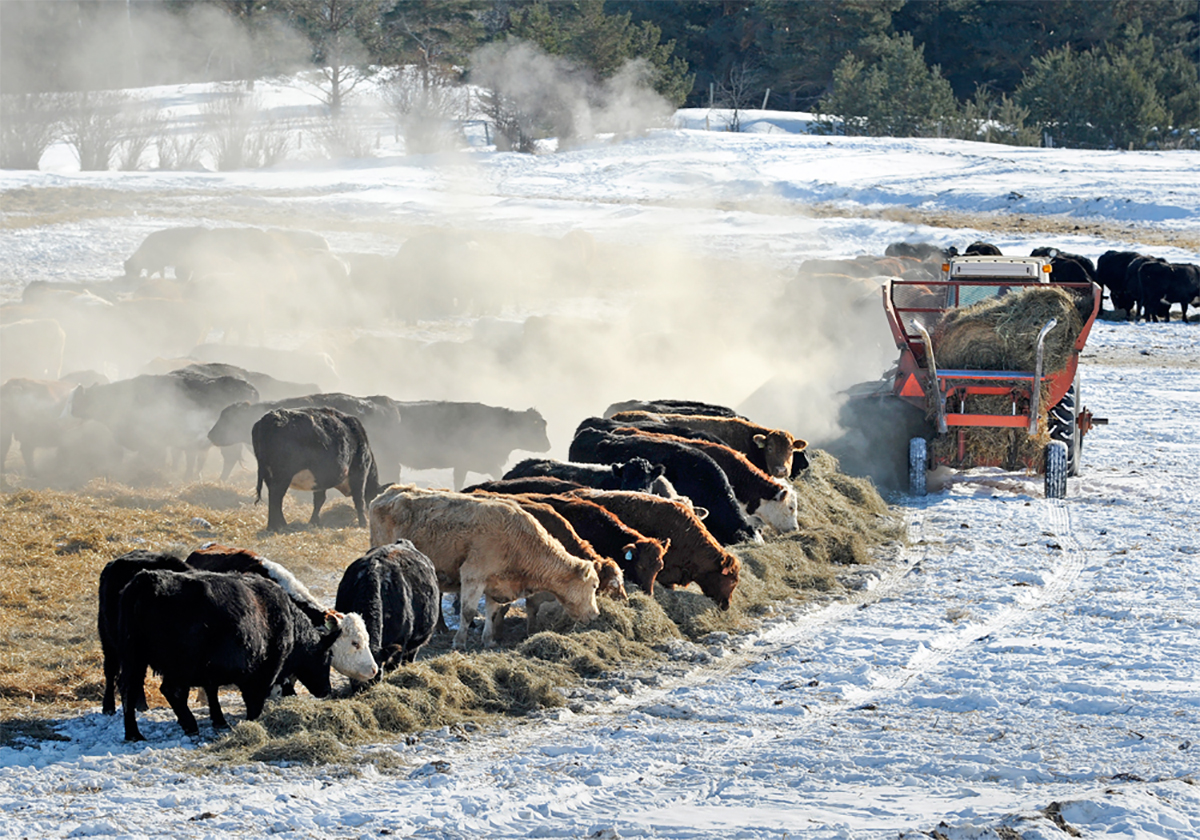 A tractor spreads hay for cattle on cold winter day.