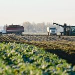 Beet harvest in southern Alberta.