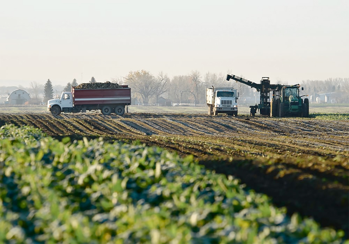 Beet harvest in southern Alberta.