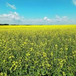 A brilliant yellow field of canola in full bloom with a blue sky and few white clouds above.