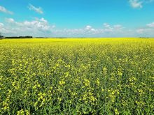 A brilliant yellow field of canola in full bloom with a blue sky and few white clouds above.