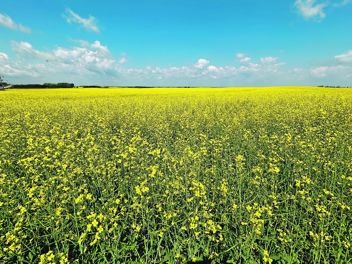 A brilliant yellow field of canola in full bloom with a blue sky and few white clouds above.