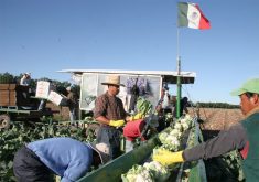 In a field, migrant workers place cauliflower onto a conveyor belt that leads to a machine where other workers place the plants into boxes. There is a Mexican flag flying above the machine.