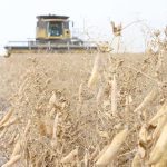 A photo of dried yellow pea plants taken from close to the ground with a combine in the distance headed directly toward the camera.
