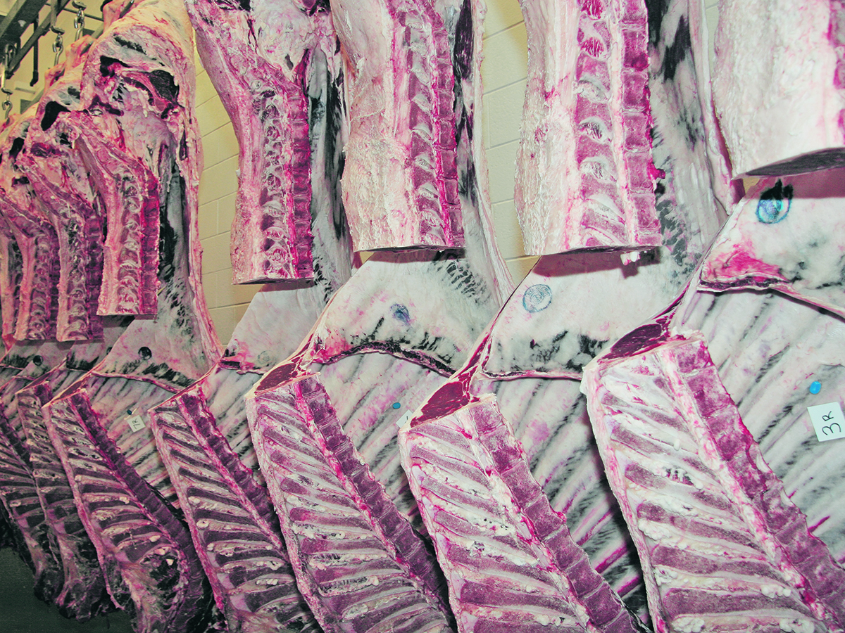Two rows of sides of beef hang in a large refrigerated meat locker.