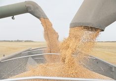 Wheat from the augers of two combines, one on each side, flows into the box of a grain truck during harvest.