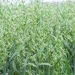 A close up of a stand of green, not-yet-ripe oats.